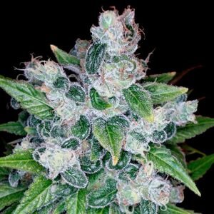 Reserva Privada Kandy Kush Balenie: 6 ks