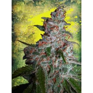 MOC Northern Lights MOC 0 % THC 5 ks Balenie: 2 ks