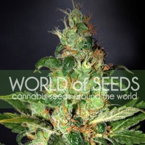 World of Seeds Chronic Haze Balenie: 12 ks