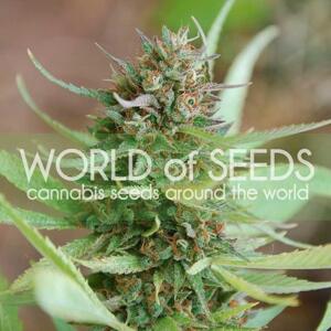 World of Seeds Strawberry Blue Balenie: 3 ks