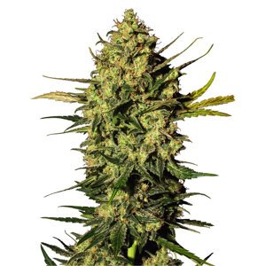 Sensi seeds Master Kush 0% THC Balenie: 5 ks