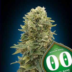 00 seeds Auto Afghan Mass XXL 0,3 % THC 5 ks Balenie: 5 ks