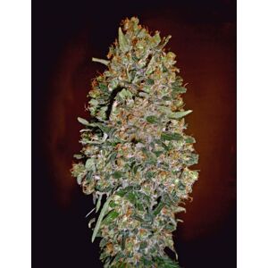 00 seeds Auto Chocolate Skunk Počet semien: 5 ks