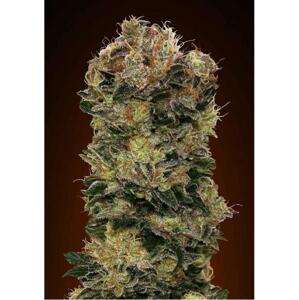 00 seeds Auto Sweet Soma Balenie: 3 ks
