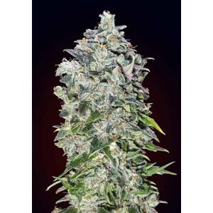 00 seeds Auto 00 Kush Počet semien: 3 ks