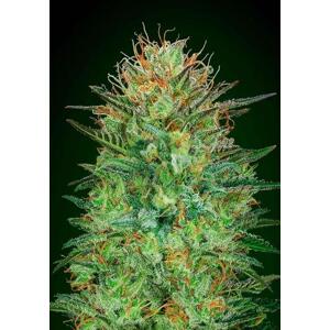 00 seeds Auto Sweet Critical Balenie: 3 ks