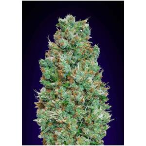 00 seeds Auto Blueberry Balenie: 3 ks
