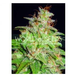 World of Seeds Mazar x White Rhino Balenie: 7 ks