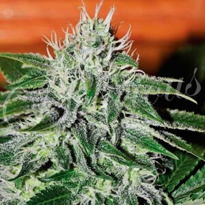 Delicious Seeds Critical Jack Herer Balenie: 10 ks