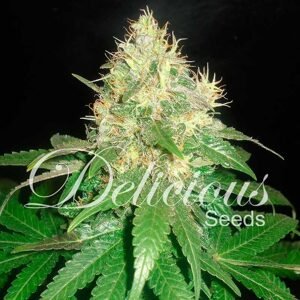 Delicious Seeds Northern Light Blue Balenie: 10 ks