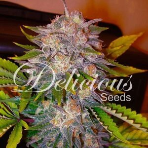 Delicious Seeds Caramelo Balenie: 10 ks