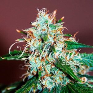 Delicious Seeds Critical Neville Haze 2.0 Balenie: 3 ks