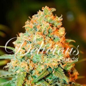 Delicious Seeds Critical Super Silver Haze Balenie: 3 ks
