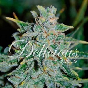 Delicious Seeds Northern Lights Blue Auto Balenie: 3 ks