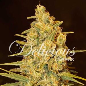Delicious Seeds Critical Sensi Star Balenie: 5 ks