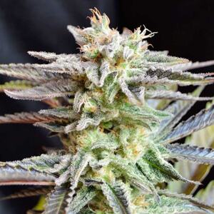 Delicious Seeds Sugar Black Rose Balenie: 5 ks