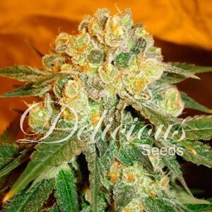 Delicious Seeds Marmalate Balenie: 5 ks