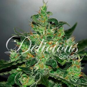 Delicious Seeds Critical Jack Herer Auto Balenie: 5 ks