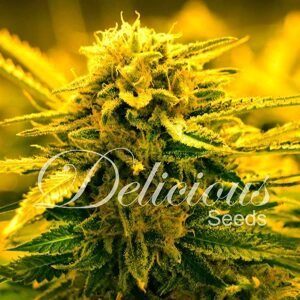 Delicious Seeds Sugar Black Rose Auto Balenie: 5 ks