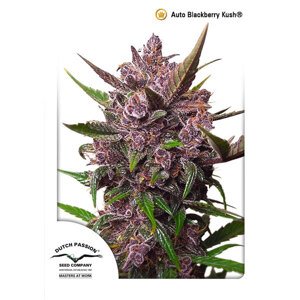 Dutch passion Auto Blackberry Kush 0% THC Balenie: 7 ks
