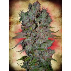 Ministry of Cannabis Auto Blueberry Domina Balenie: 2 ks