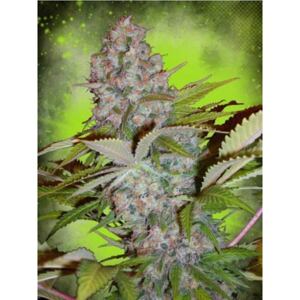 Ministry of Cannabis Auto Cheese NL Balenie: 2 ks