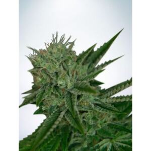 Ministry of Cannabis Auto Northern Lights Balenie: 2 ks
