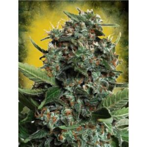 Ministry of Cannabis Autopilot XXL Balenie: 5 ks
