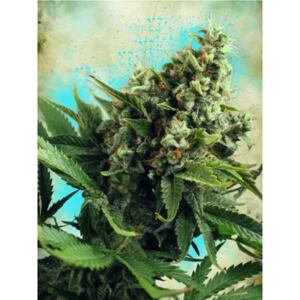 Ministry of Cannabis Auto White Widow Balenie: 5 ks