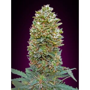 00 seeds Auto BubbleGum XXL Balenie: 5 ks