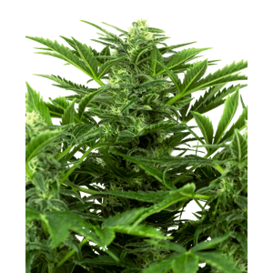 Sensi Seeds Mandarine Punch Auto Balenie: 5 ks