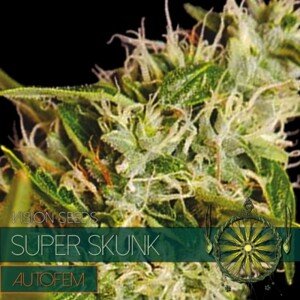 Vision Seeds Super Skunk Autofem Balenie: 10 ks