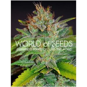 WOS Skunk 0 % THC 7 ks Balenie: 1 ks
