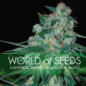 World of Seeds Ketama Balenie: 12 ks