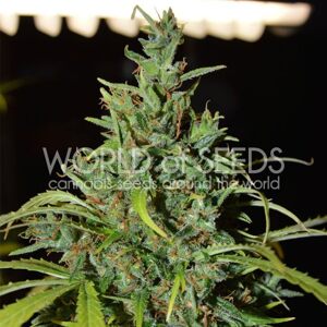 World of Seeds Neville Haze Auto Balenie: 3 ks