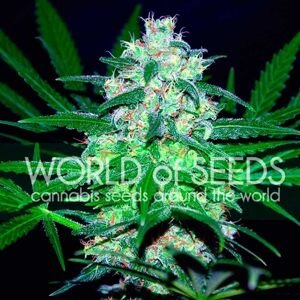 World of Seeds Pakistan Valley Balenie: 7 ks