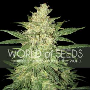World of Seeds Colombian Gold Ryder Balenie: 7 ks