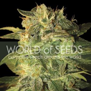 World of Seeds Sugar Mango Ryder Balenie: 7 ks