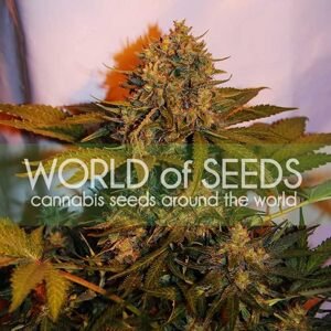 World of Seeds Northern Lights X Big Bud Ryder Balenie: 7 ks