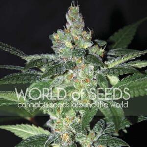 World of Seeds Amnesia Balenie: 7 ks