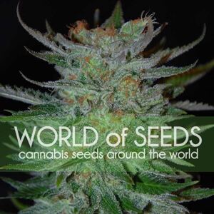 World of Seeds New York 47 Balenie: 7 ks