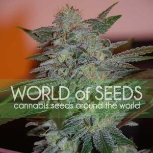 World of Seeds Yumbolt 47 Balenie: 7 ks